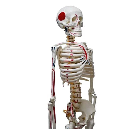Anatomical Models & Bone Sets