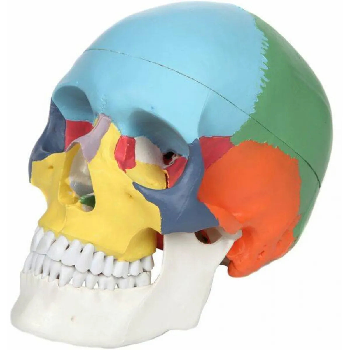 A color-coded anatomical model of a human skull, showing different bone sections in light blue, green, yellow, orange, and white, isolated on a white background.