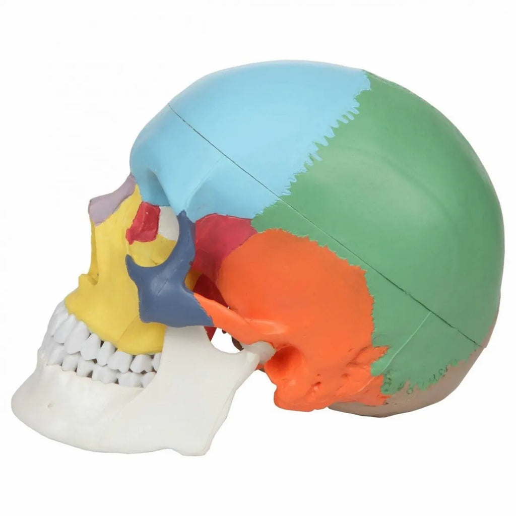 An anatomical model of a human skull showing colored bone sections, including a light blue cranium, green and orange facial bones, yellow maxillary bone, and white teeth, on a plain white background.