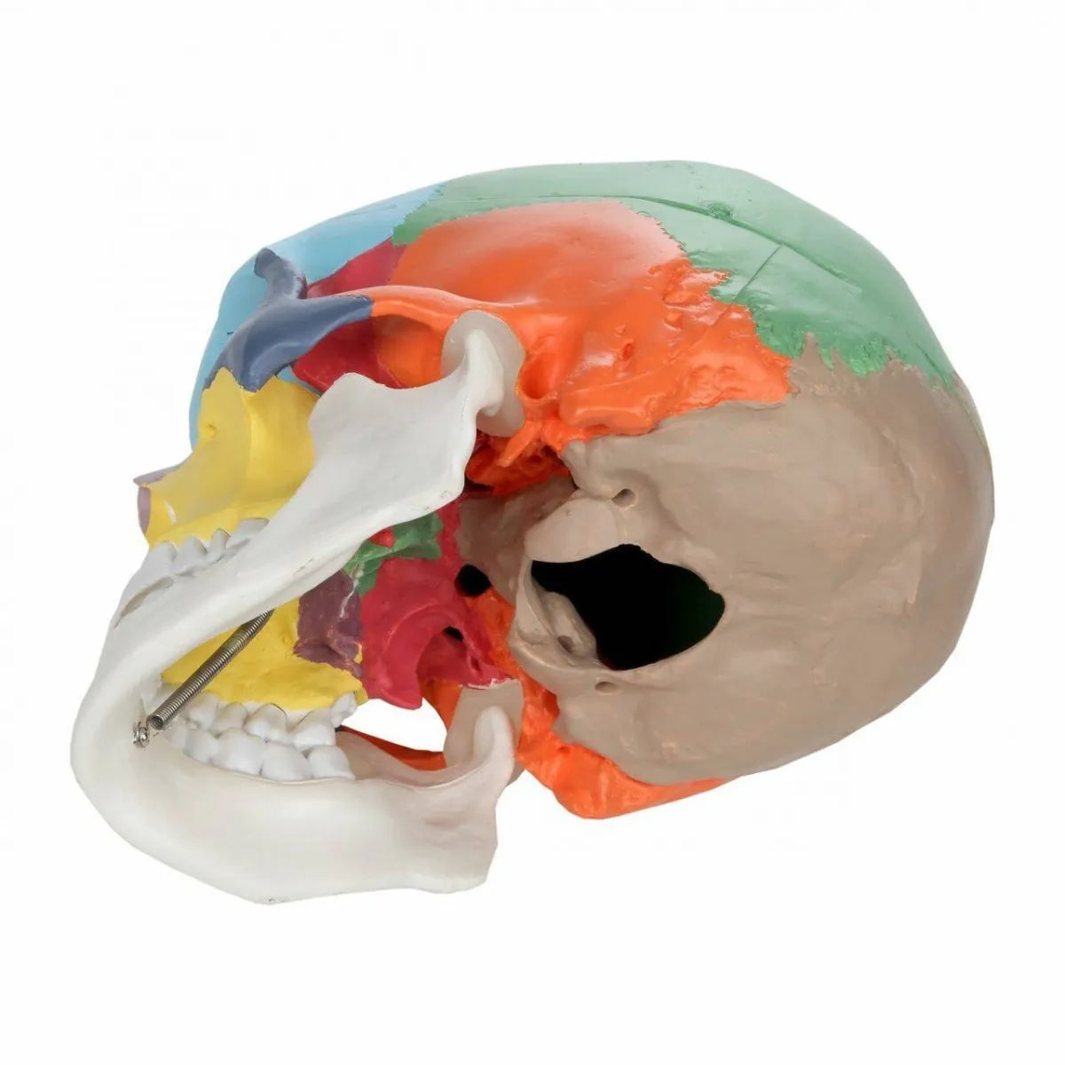 A color-coded anatomical model of a human skull, showing different bone and tissue sections in various colors like orange, green, beige, white, and yellow, isolated on a white background.