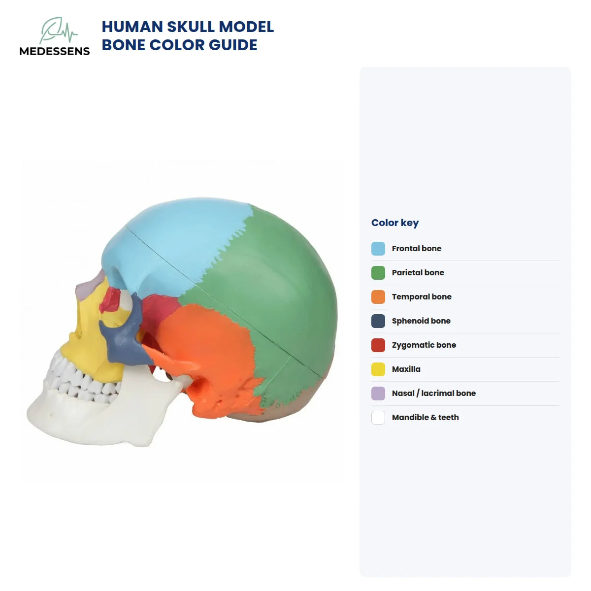 Medessens human skull model with color-coded bones shown next to a color key on a white background.