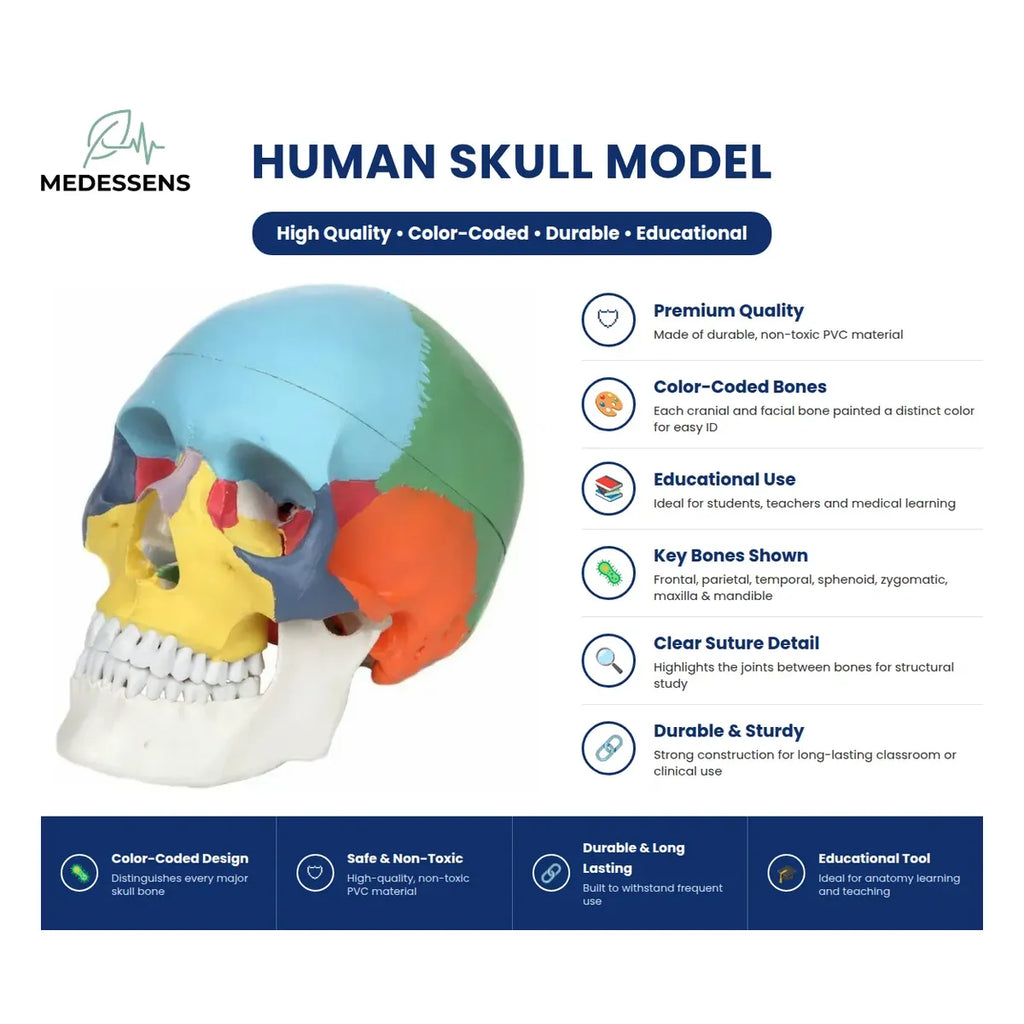 An educational human skull model by Medessens, shown on a white background with descriptive text and feature callouts. The skull is color-coded with blue, green, yellow, and orange sections to highlight different bones.