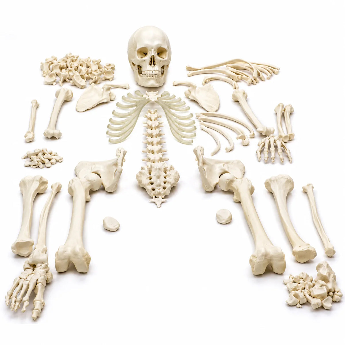 An anatomical model set of human bones arranged symmetrically on a white background, including a skull, rib cage, spine, arms, legs, hands, pelvis, and small bones.
