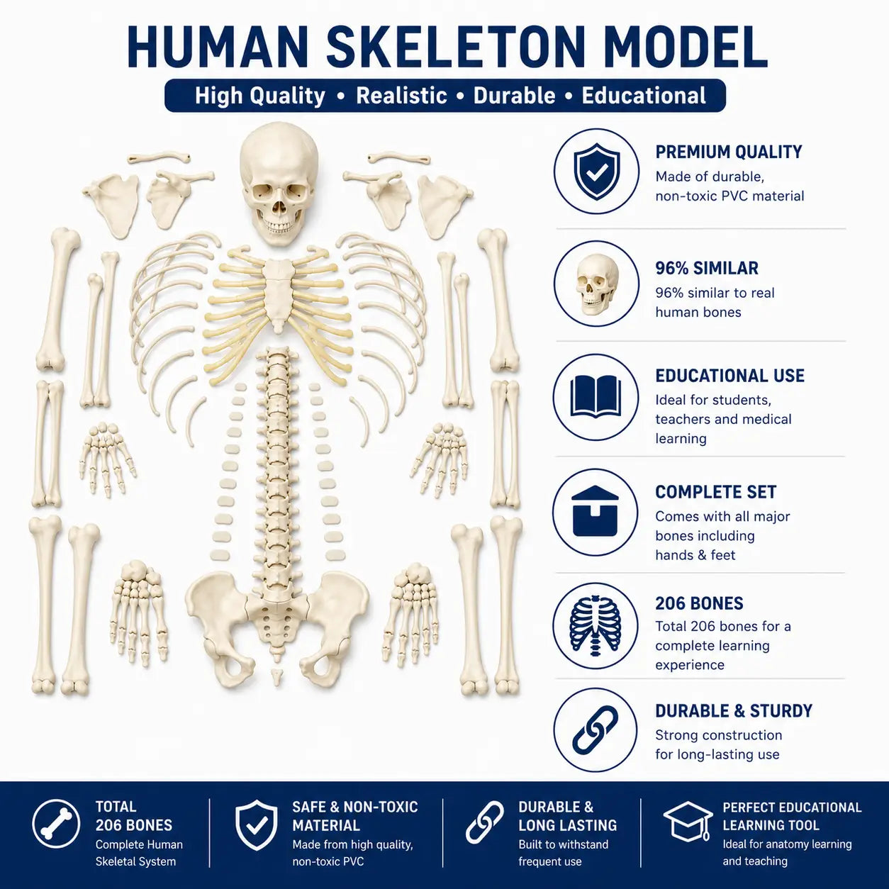 An educational human skeleton model set displayed on a white background with feature callouts. The set includes a complete human skeleton system with a skull, spine, ribs, hands, and feet.