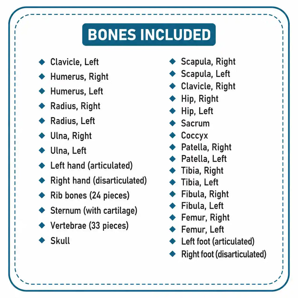A product information graphic titled 'BONES INCLUDED' on a white background with a teal border and bullet points listing bone names and quantities.