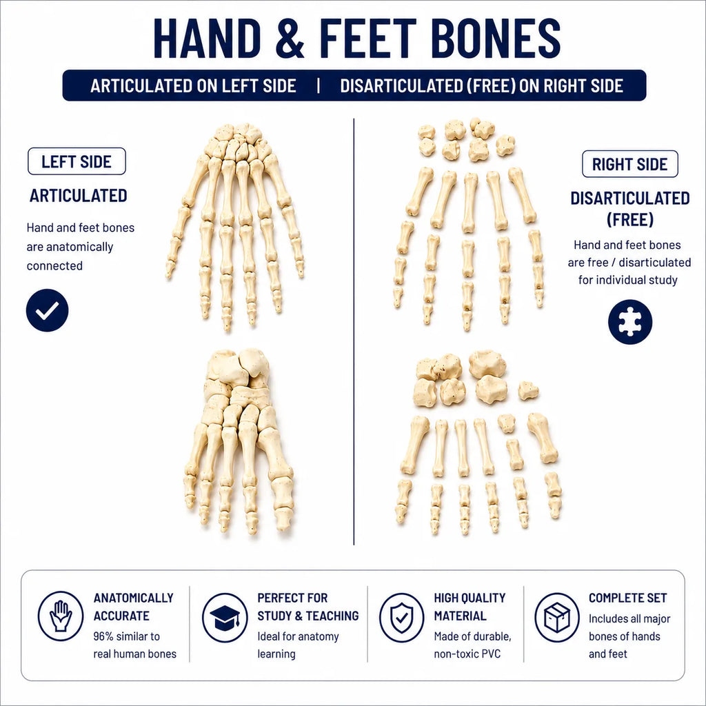 An educational anatomy poster titled 'HAND & FEET BONES' showing articulated and disarticulated human hand and foot bones on a white background with feature icons at the bottom.