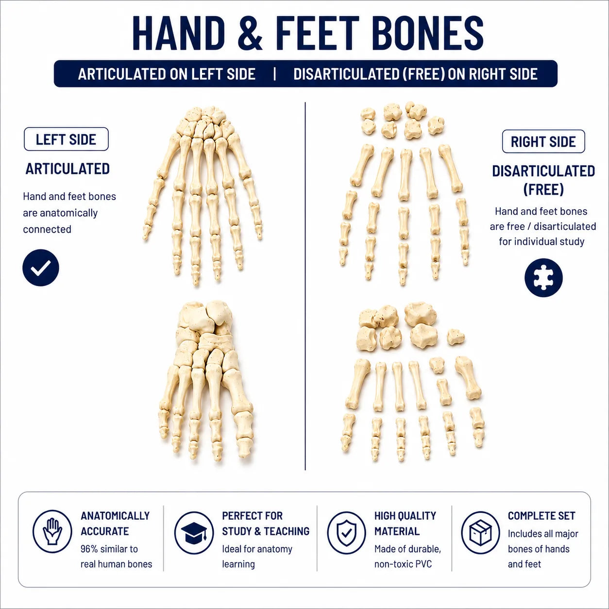 An educational anatomy poster titled 'HAND & FEET BONES' showing articulated and disarticulated human hand and foot bones on a white background with feature icons at the bottom.