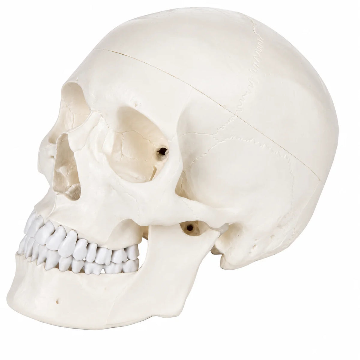 An anatomical model of a human skull, shown in profile against a solid white background.