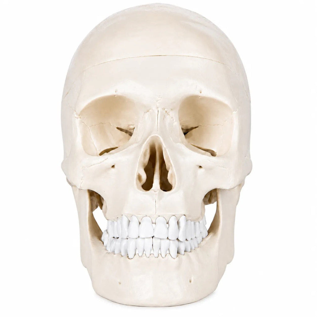 An anatomical model of a human skull, shown in a front-facing view on a solid white background.