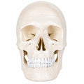 An anatomical model of a human skull, shown in a front-facing view on a solid white background.