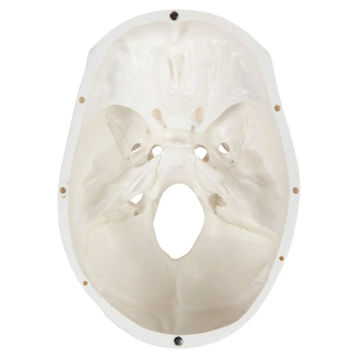 Top view of human skull model showing skull base with all foramina.