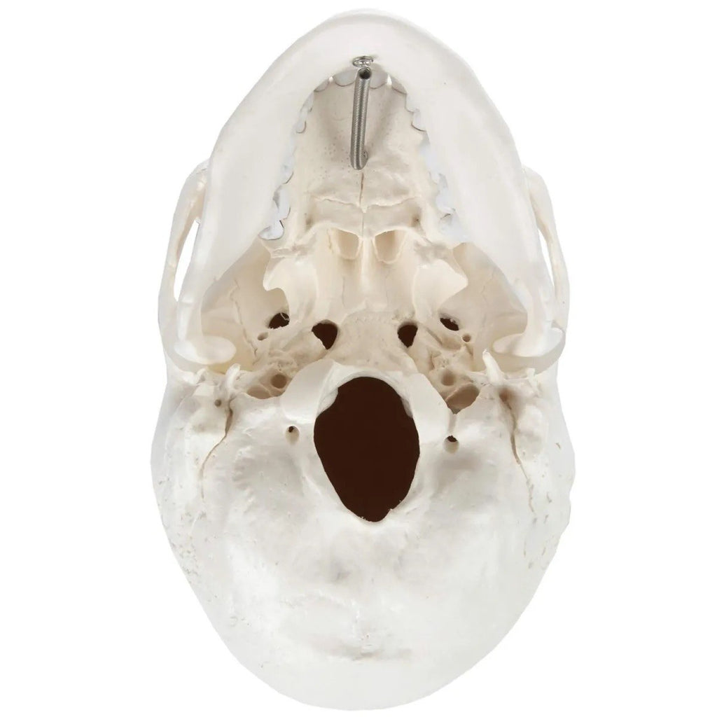 An anatomical model of a human skull viewed from the inside, showing the cranial cavity, sinuses, and a metal screw fastener at the top, isolated on a white background.