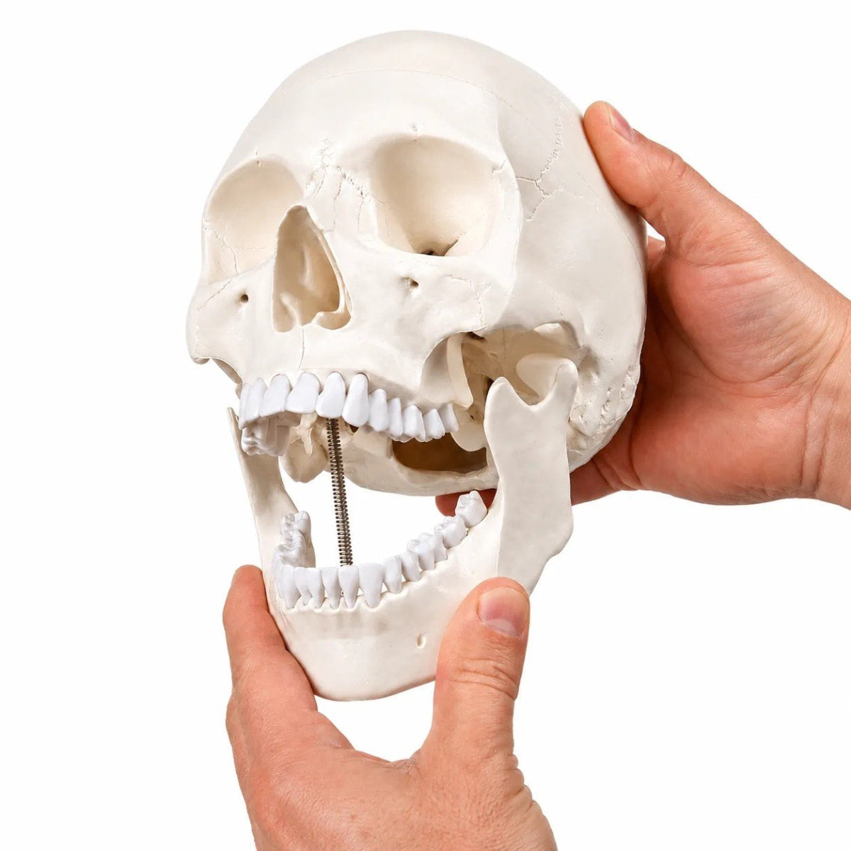 An anatomical model of a human skull with an open jaw, held by two hands against a plain white background.