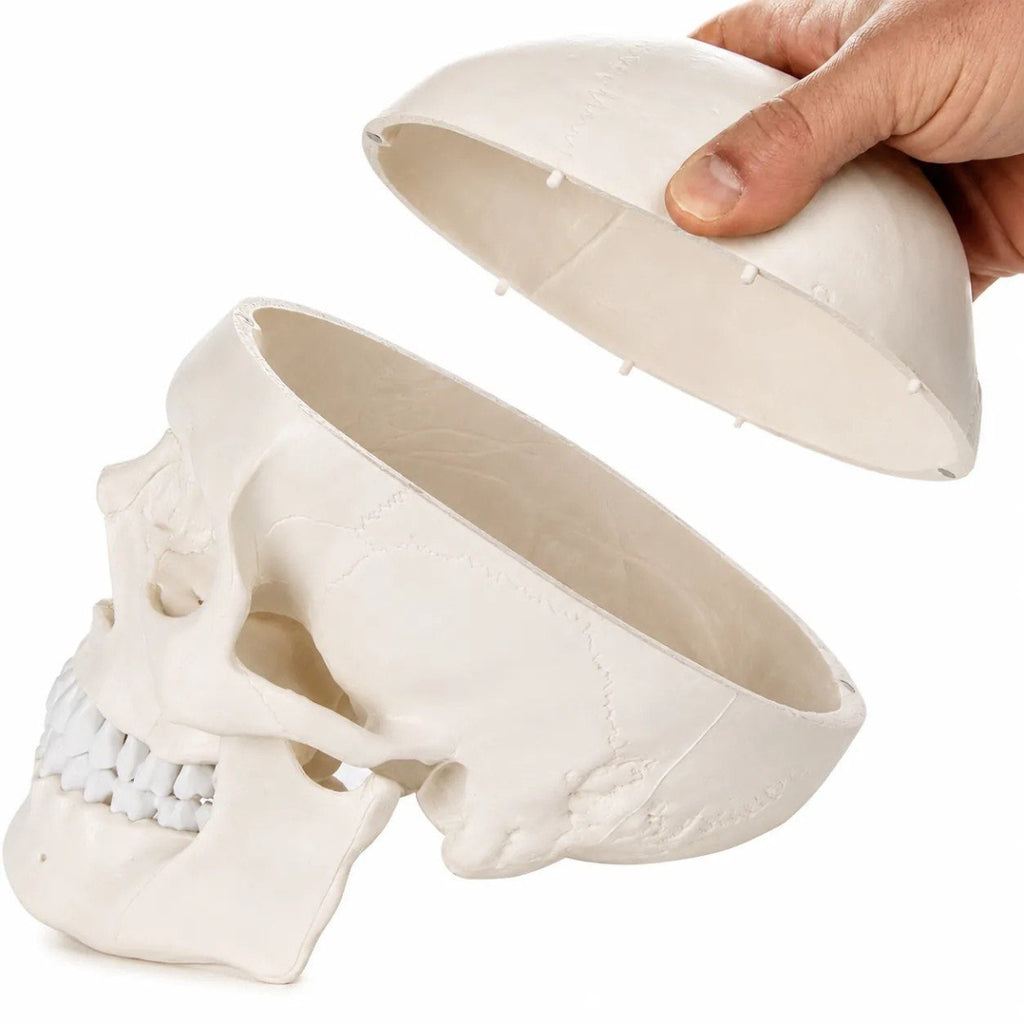 An off-white anatomical human skull model shown with crown  being held by a hand, on a solid white background.