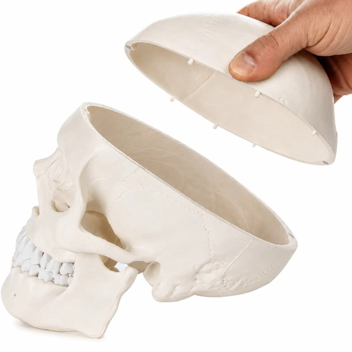 An off-white anatomical human skull model shown with crown  being held by a hand, on a solid white background.