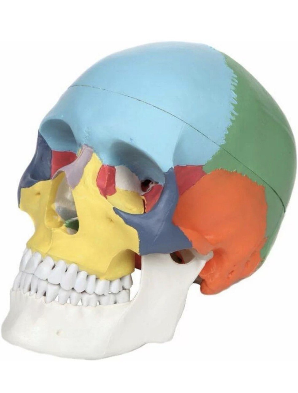 Colour Coded Human Skull model -Adult Size
