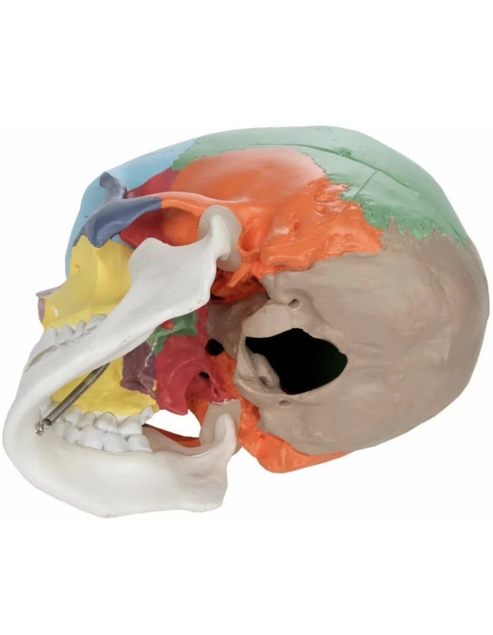 Colour Coded Human Skull model -Adult Size