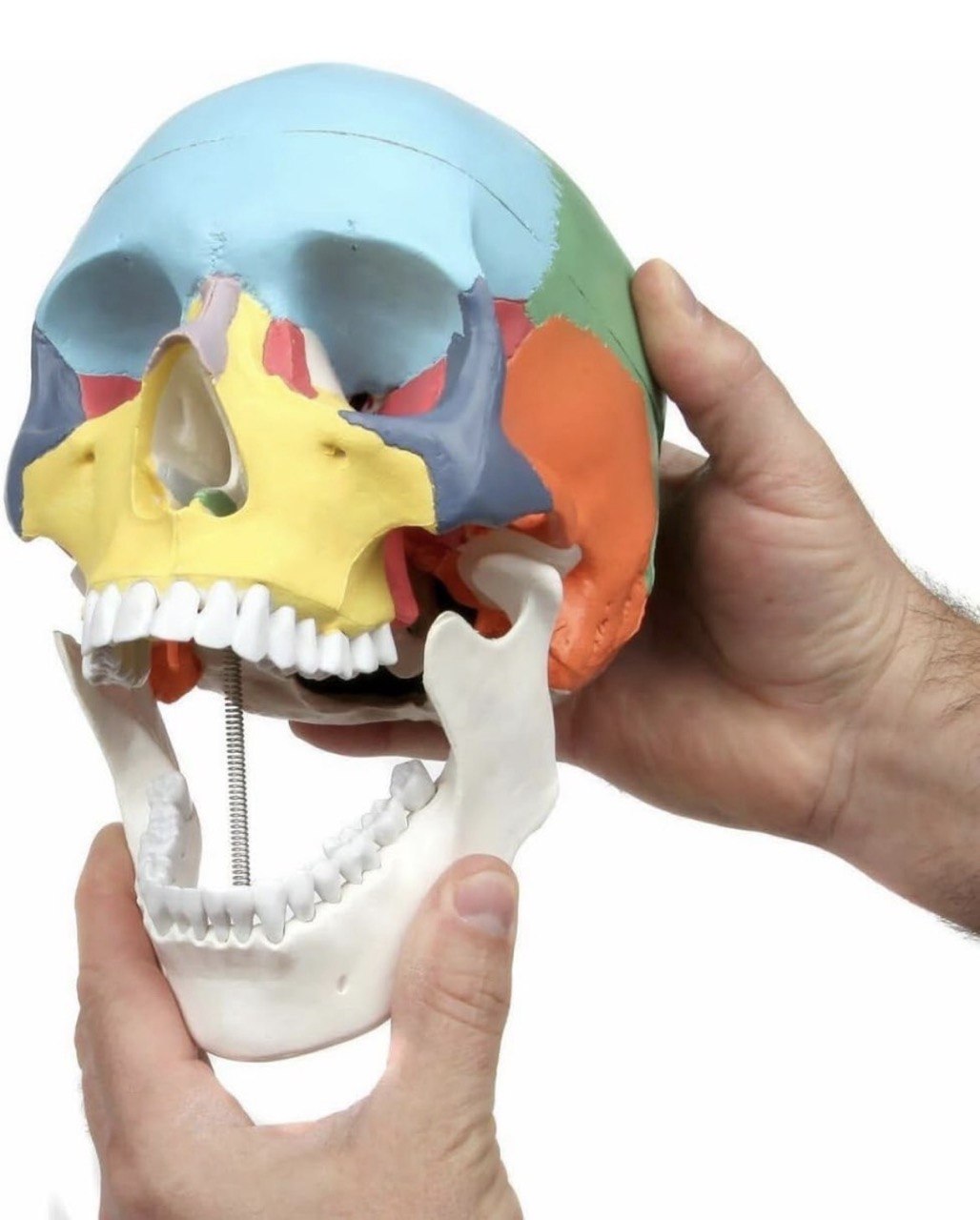 Colour Coded Human Skull model -Adult Size