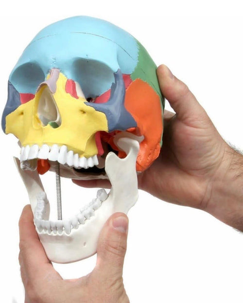 Colour Coded Human Skull model -Adult Size