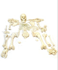 Bilateral Disarticulated Human Skeleton Model