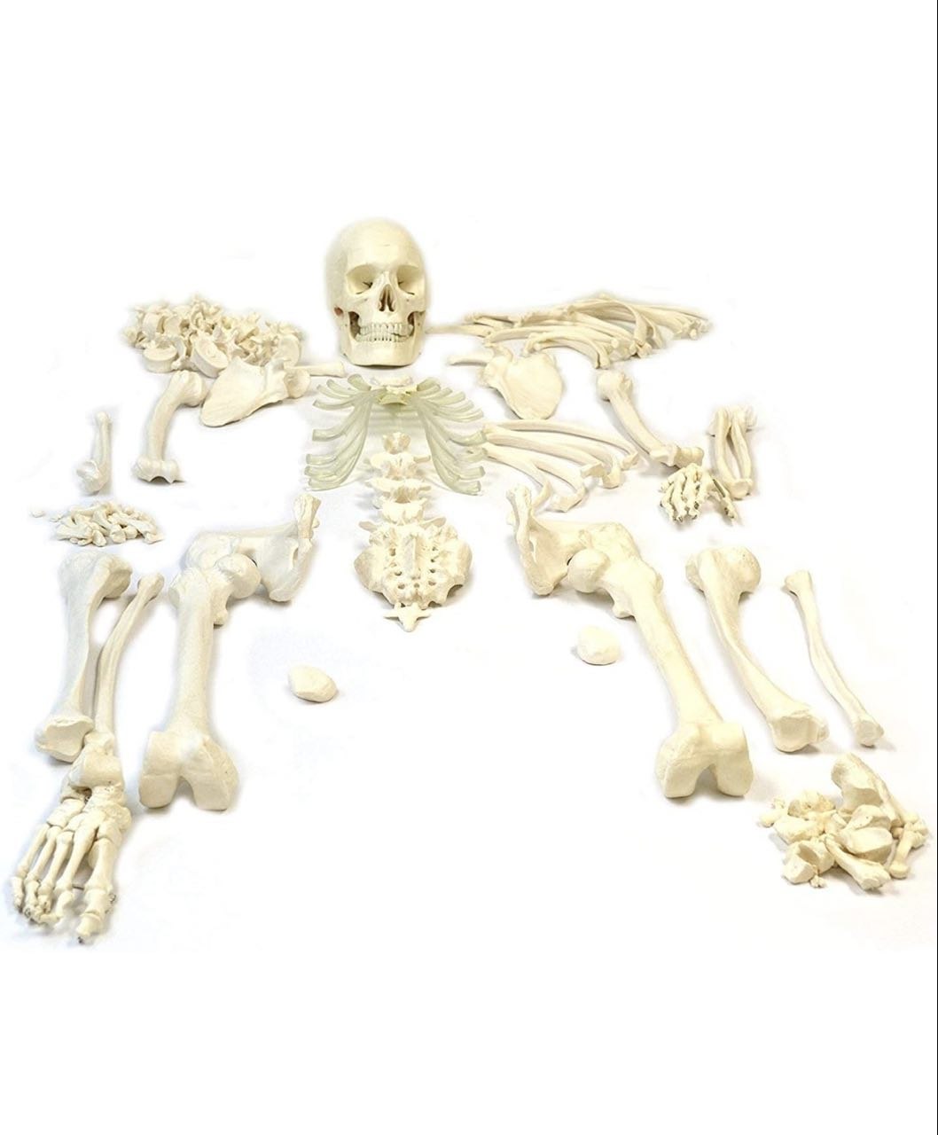 Bilateral Disarticulated Human Skeleton Model
