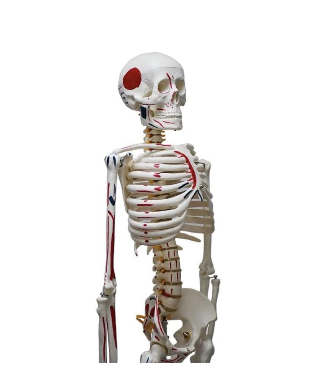 Articulated Human Skeleton With muscle insertion and Origin Markings - 85 cm tall