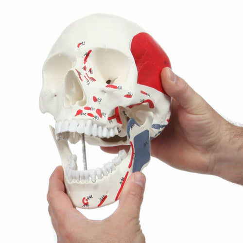 An anatomical model of a human skull with highlighted muscle attachments, held by two hands against a plain white background.