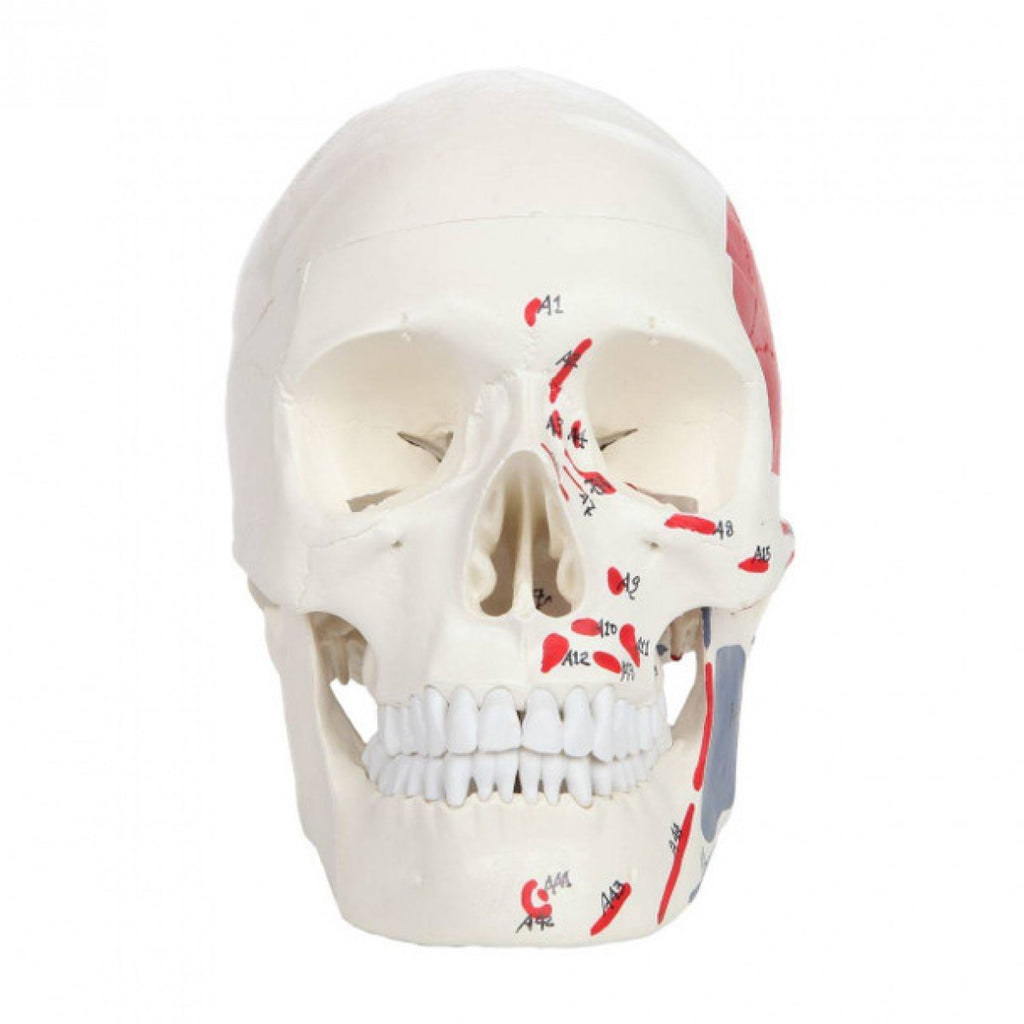 An anatomical model of a human skull with highlighted red and gray muscle and bone markings, shown on a plain white background.