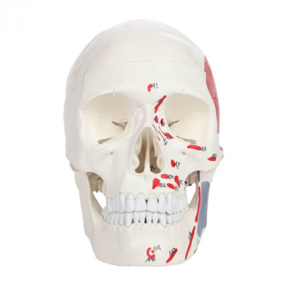 An anatomical model of a human skull with highlighted red and gray muscle and bone markings, shown on a plain white background.
